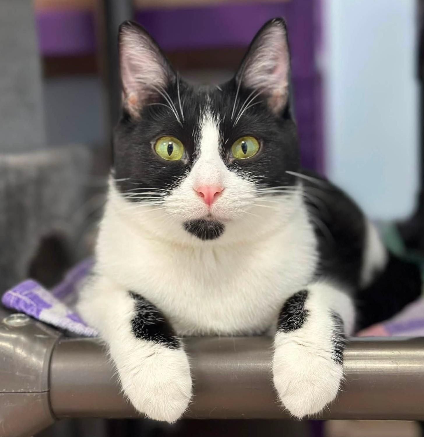 Enlarge Vacita, a Adoptable Domestic Short Hair in Grand Rapids, MI image 5/6