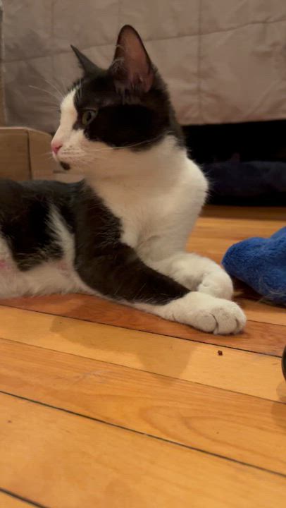 Enlarge Vacita, a Adoptable Domestic Short Hair in Grand Rapids, MI video 6/6