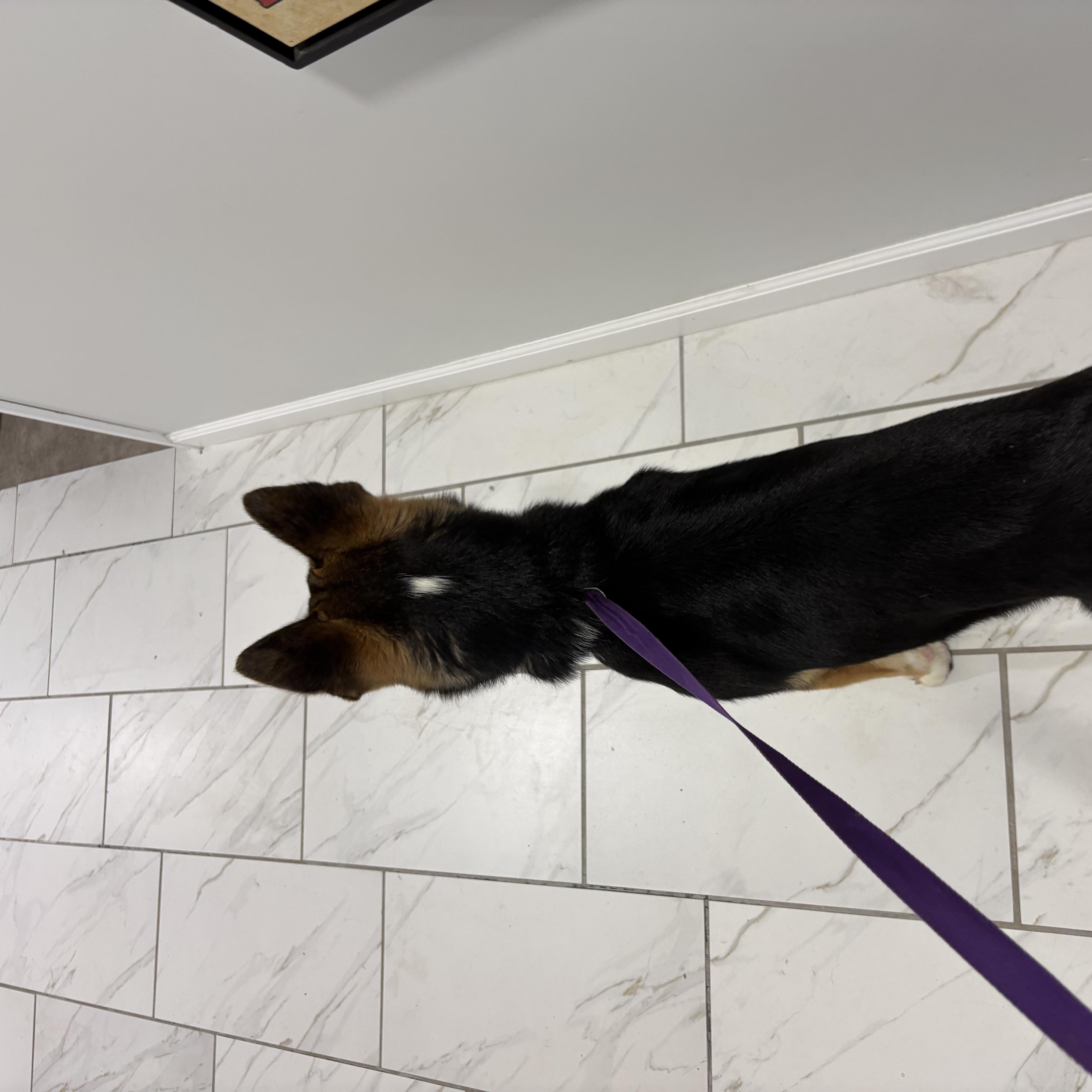 Diesel, an adopted mixed breed in Grant, NE image 5/5
