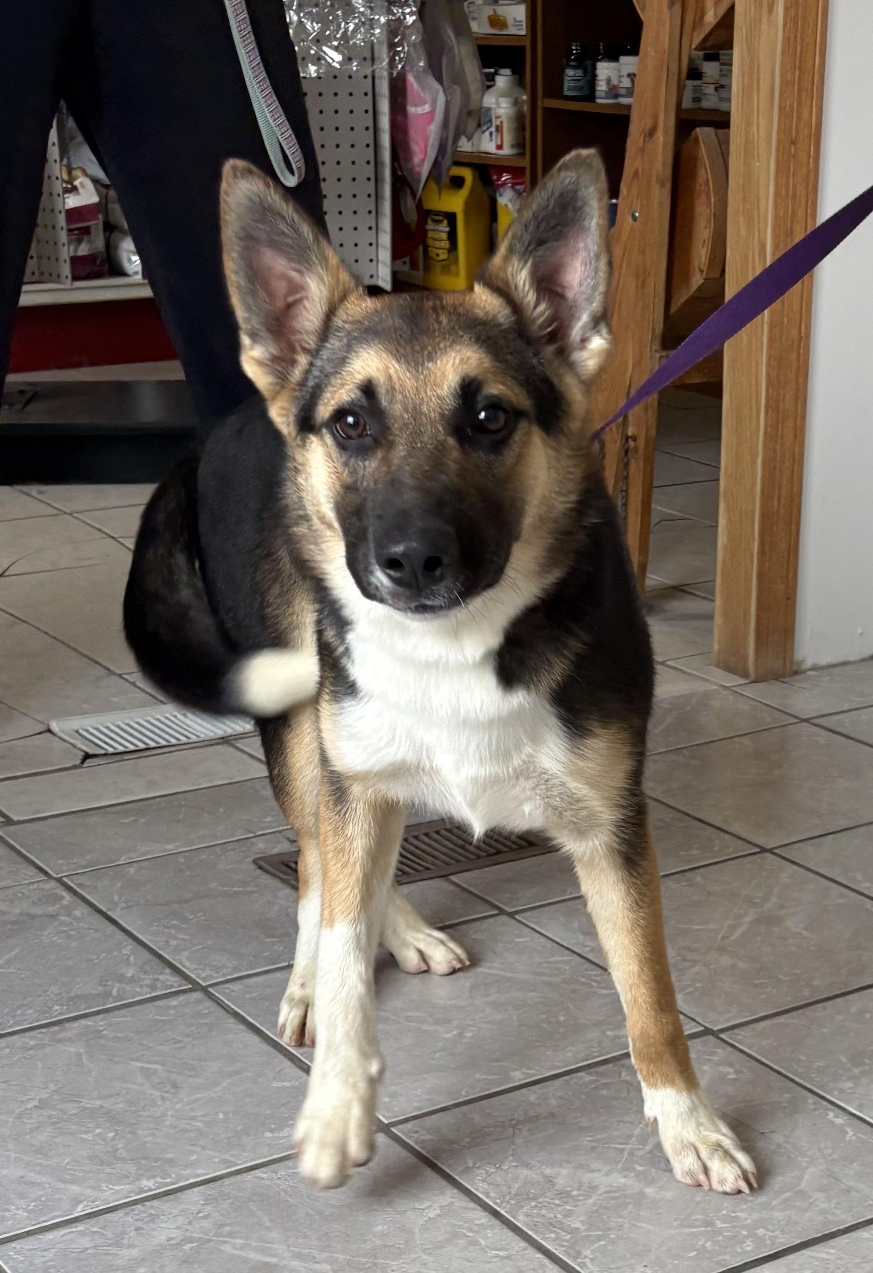 Diesel, an adopted mixed breed in Grant, NE image 2/5