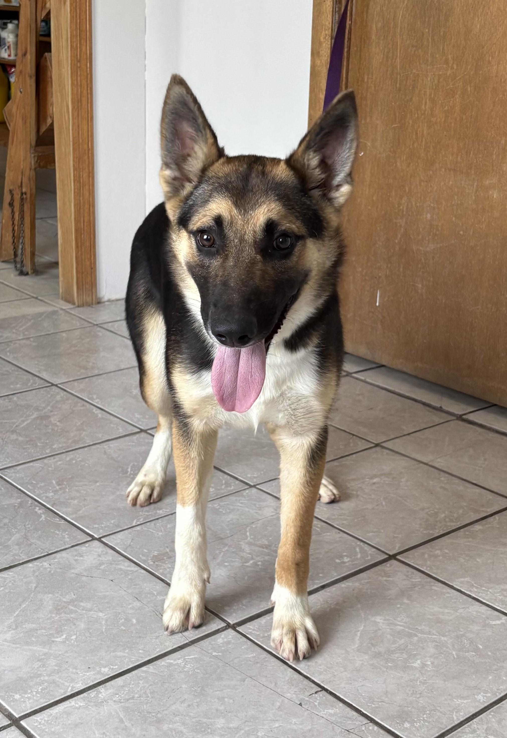 Diesel, an adopted mixed breed in Grant, NE image 3/5