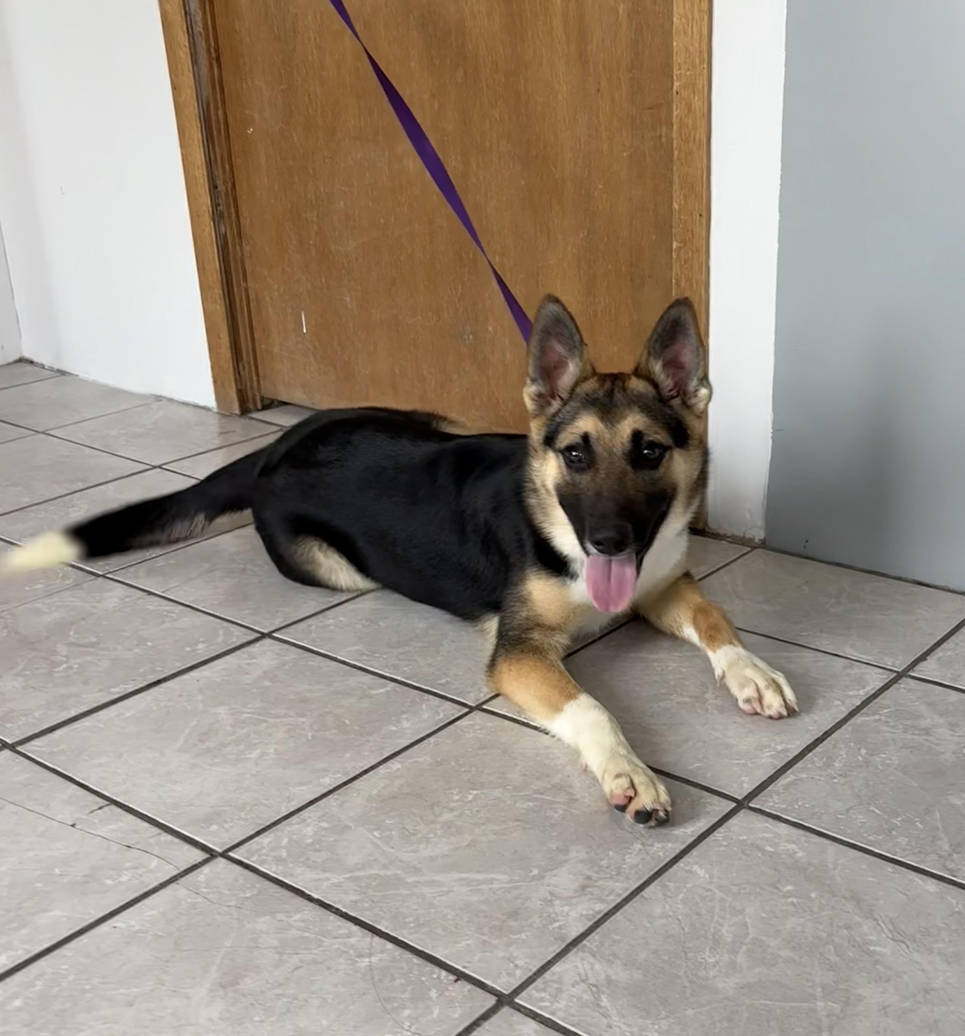 Diesel, adopted, Young Male German Shepherd Dog.