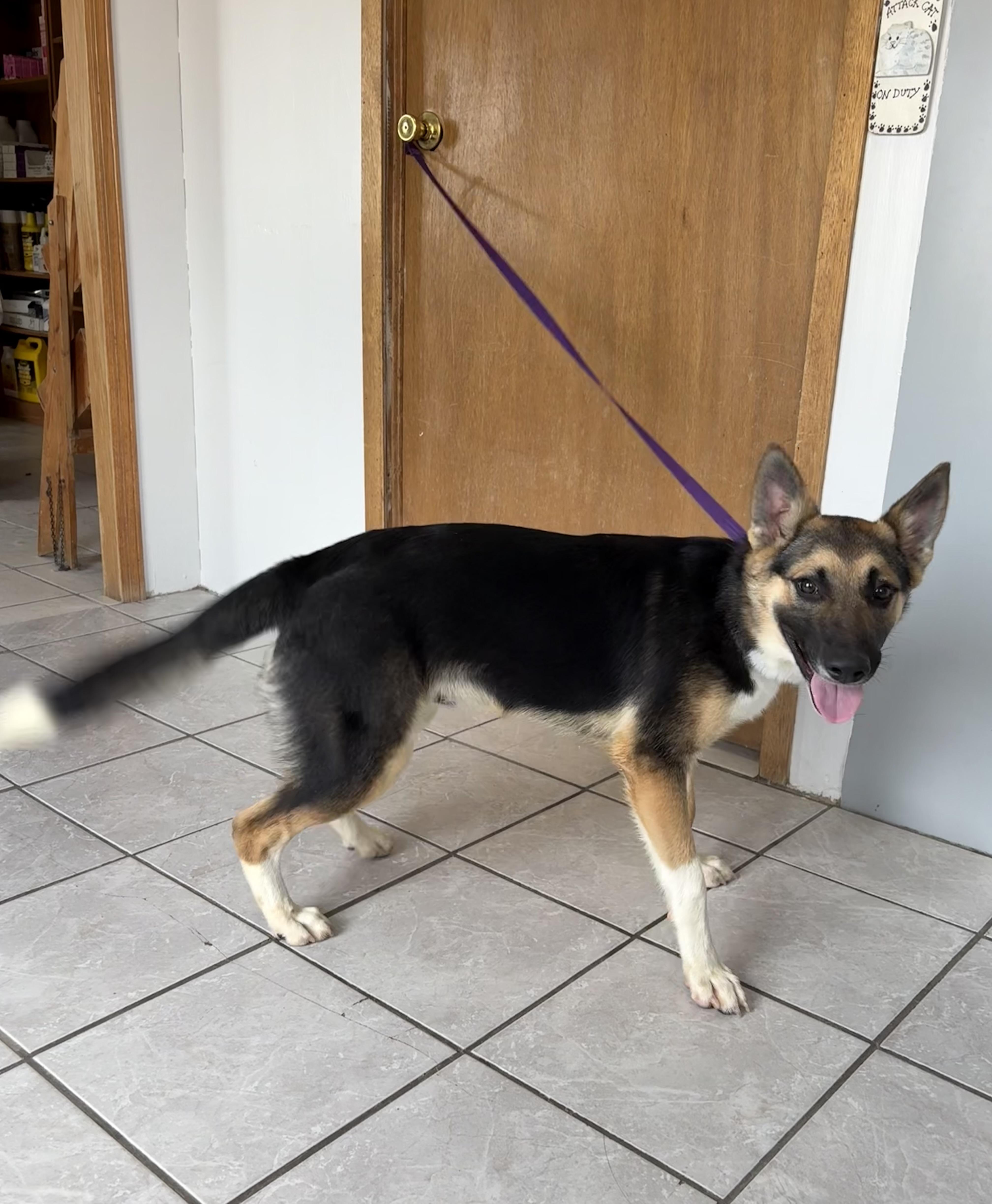 Diesel, an adopted mixed breed in Grant, NE image 4/5
