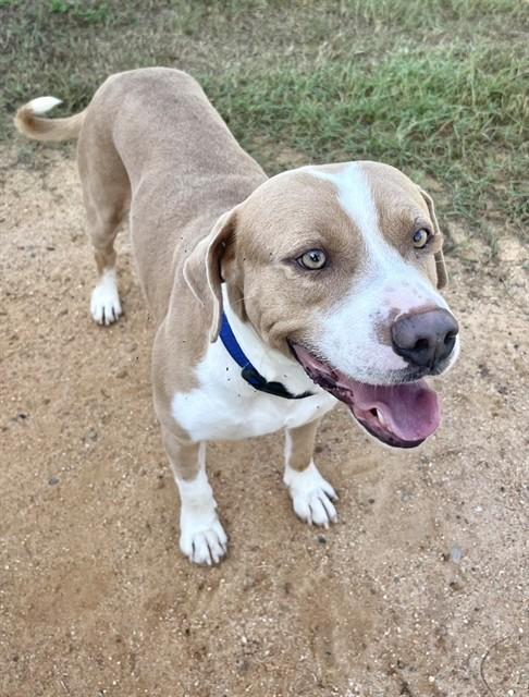 Enlarge ZIGGY, a Adoptable Pit Bull Terrier in Augusta, GA image 1/1