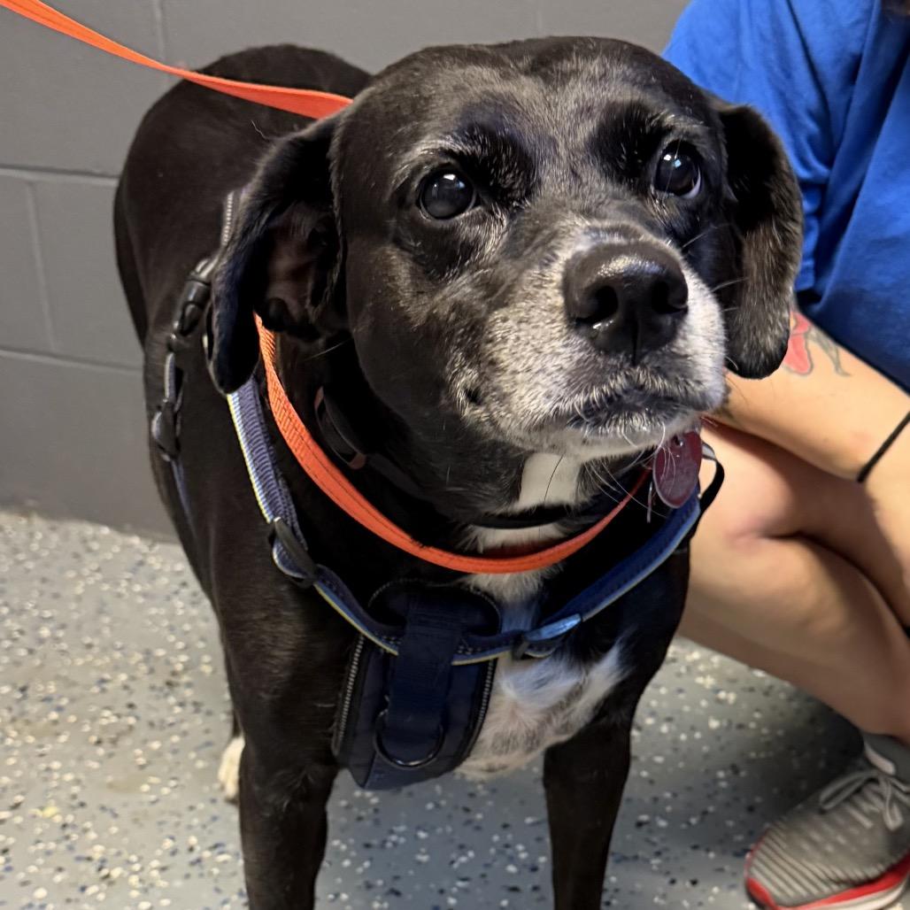 Magic, Adoptable, Senior Female Labrador Retriever & Mixed Breed.