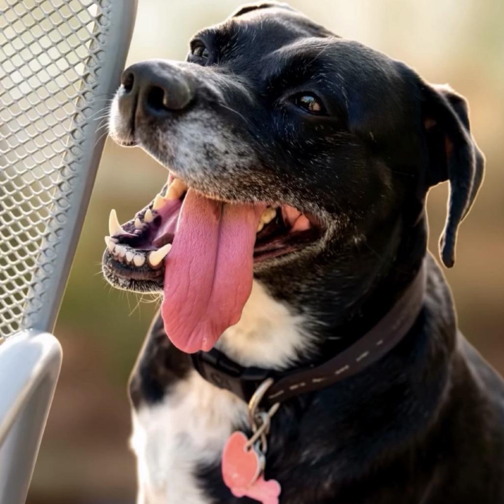 Enlarge Magic, a Adoptable mixed breed in Tuscaloosa, AL image 2/4