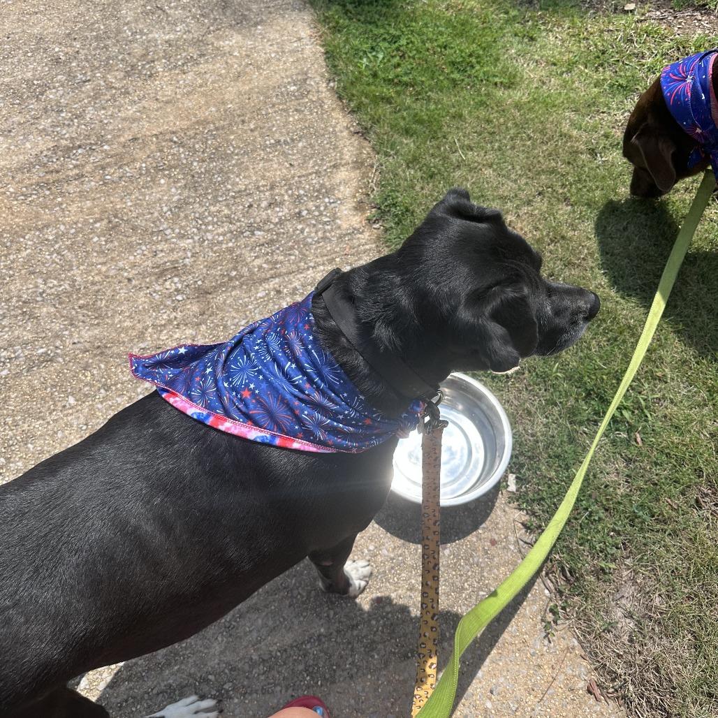 Enlarge Magic, a Adoptable mixed breed in Tuscaloosa, AL image 4/4
