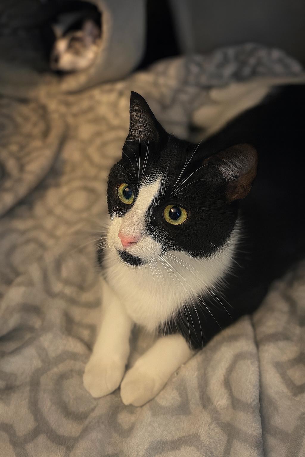 Nova **Courtesy Post**, Adoptable, Adult Female Tuxedo.