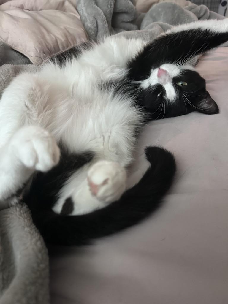 Nova **Courtesy Post**, adoptable, Young Female Tuxedo.