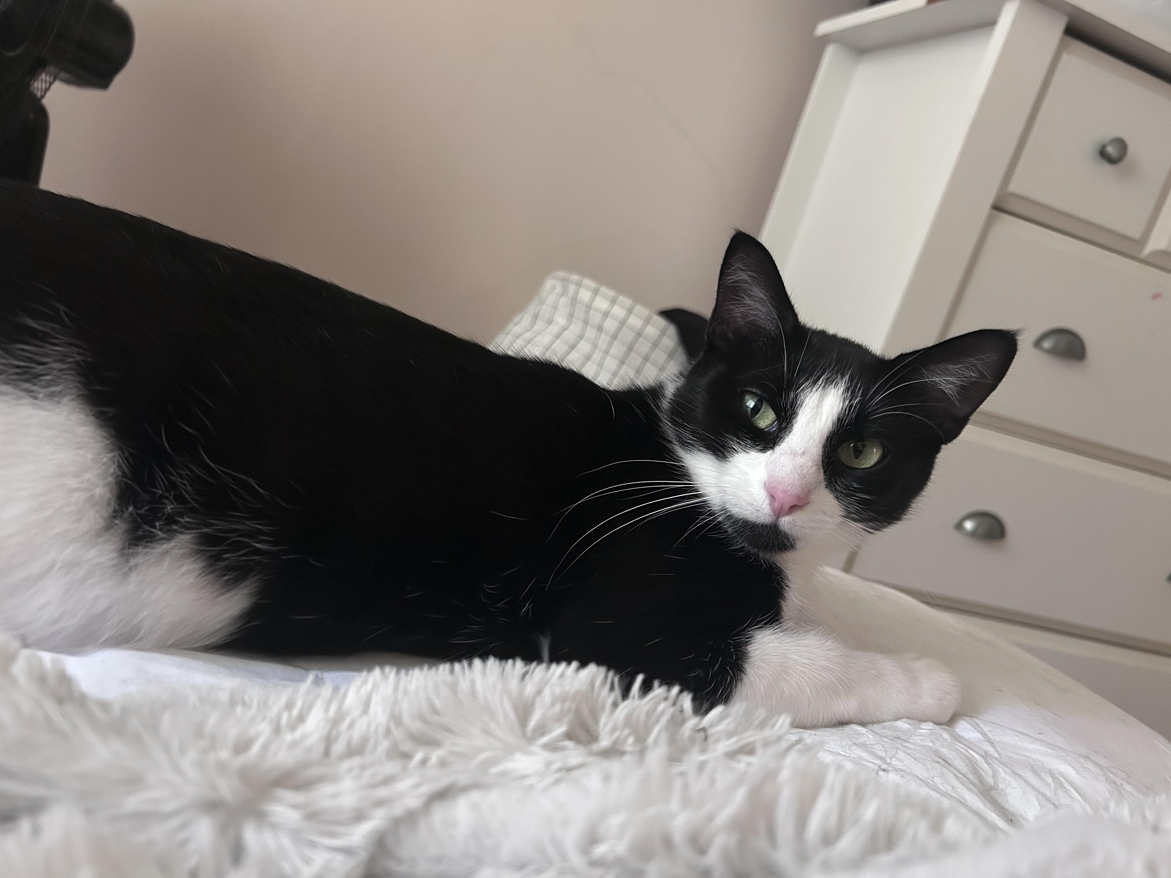 Nova, an adoptable Tuxedo in Chaska, MN image 4/6