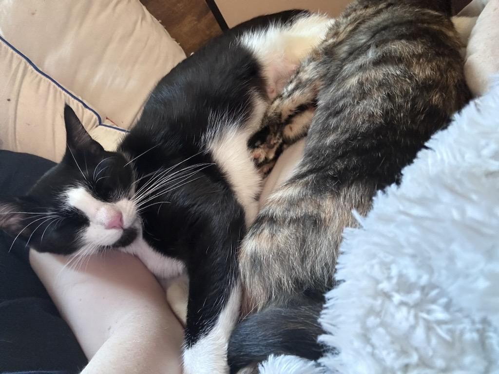 Nova **Courtesy Post**, a Adoptable Tuxedo in Chaska, MN image 3/4