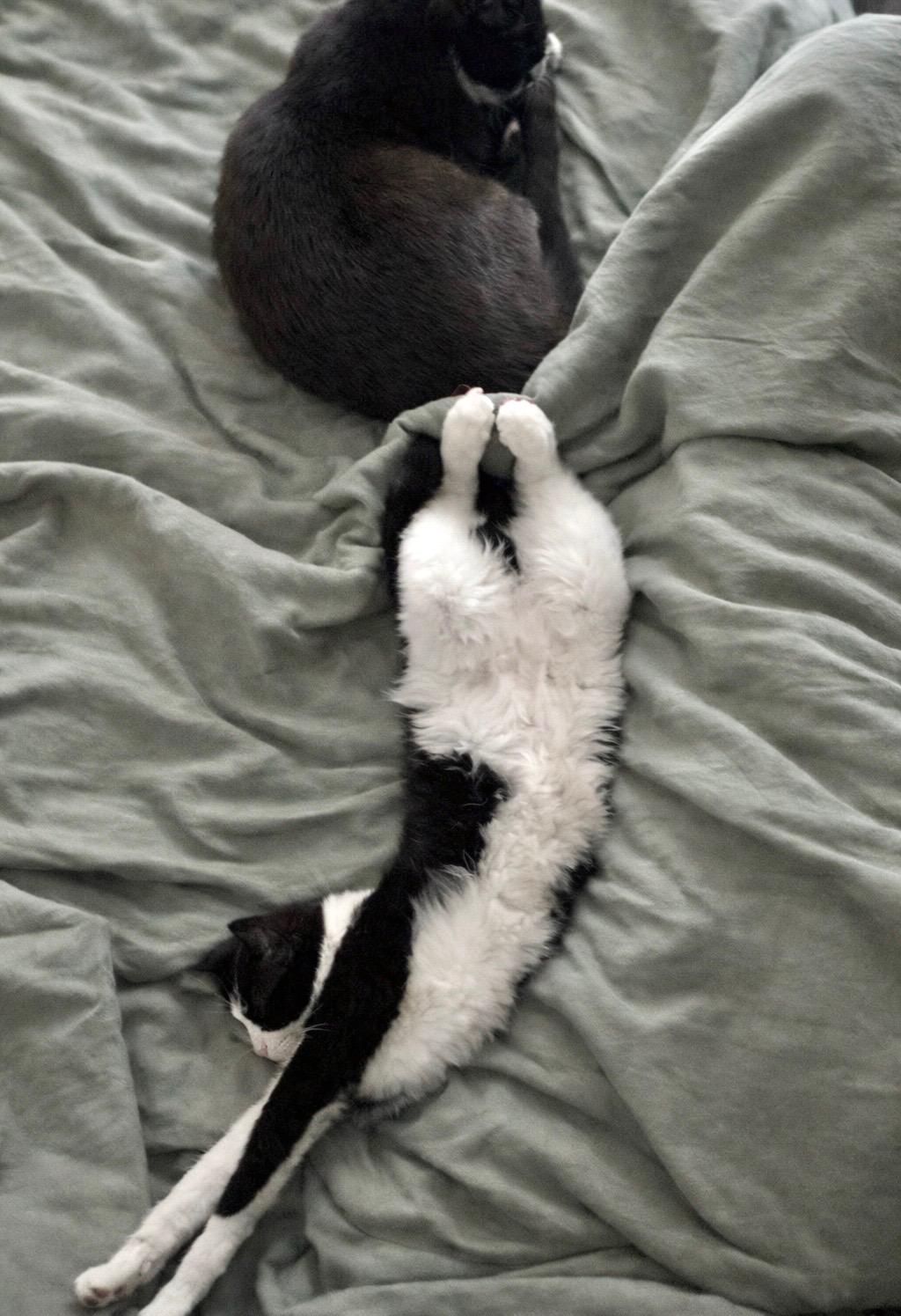 Nova, an adoptable Tuxedo in Chaska, MN image 5/6