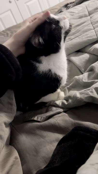 Enlarge Nova, an adoptable Tuxedo in Chaska, MN video 6/6