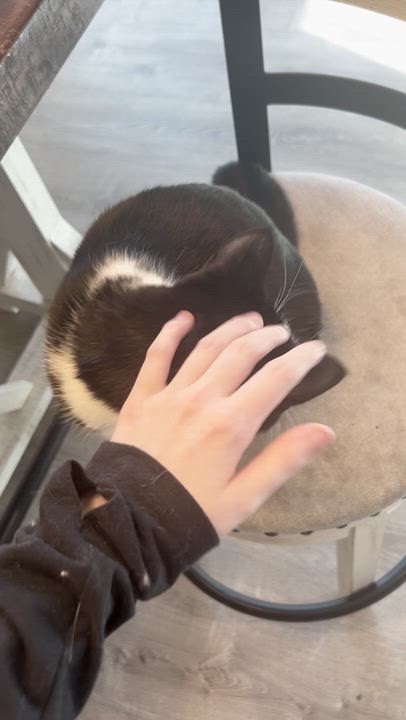 Enlarge Nova, an adoptable Tuxedo in Chaska, MN video 6/6