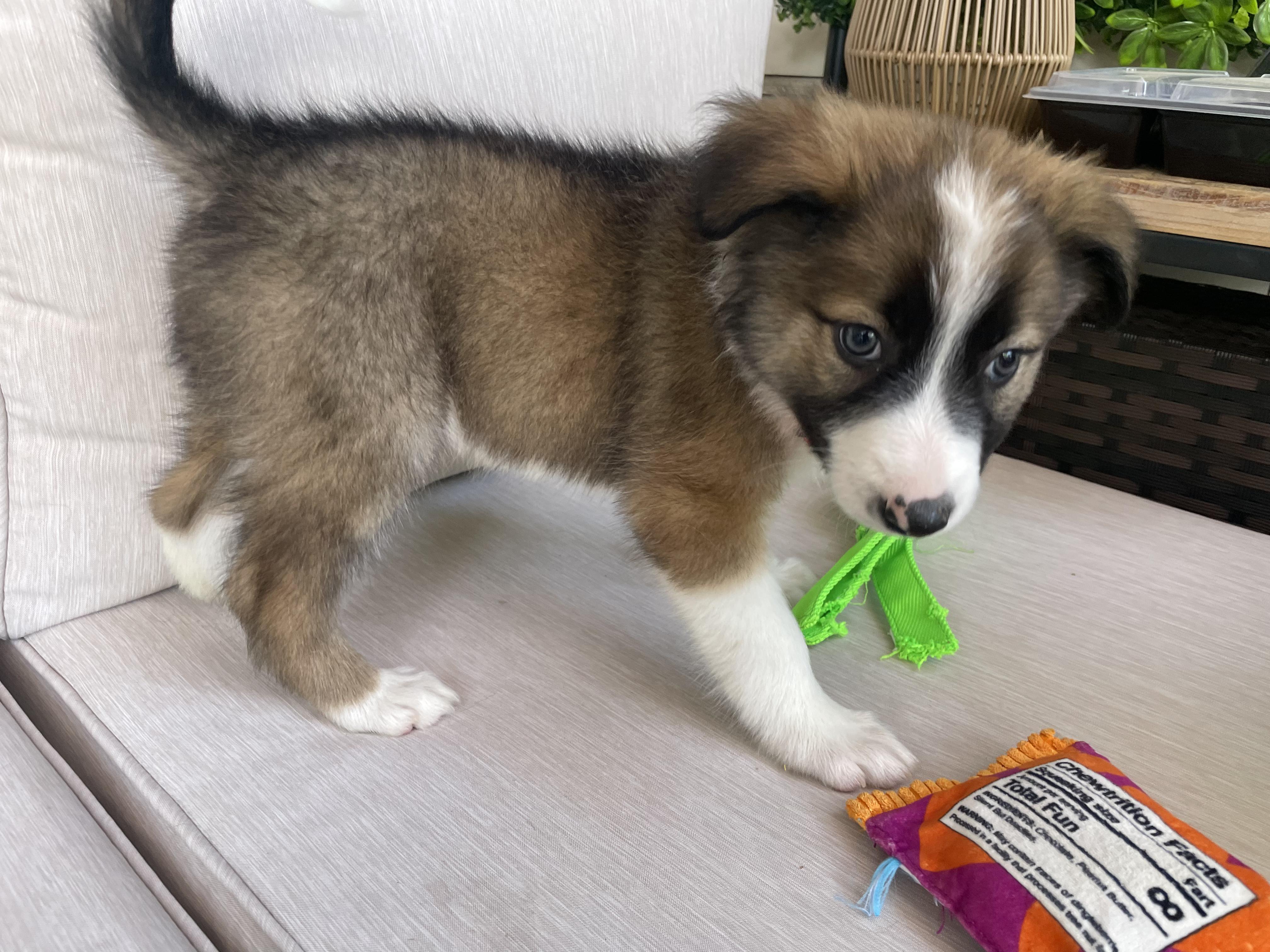 Enlarge Rocket, an adopted mixed breed in Fort Collins, CO image 3/5