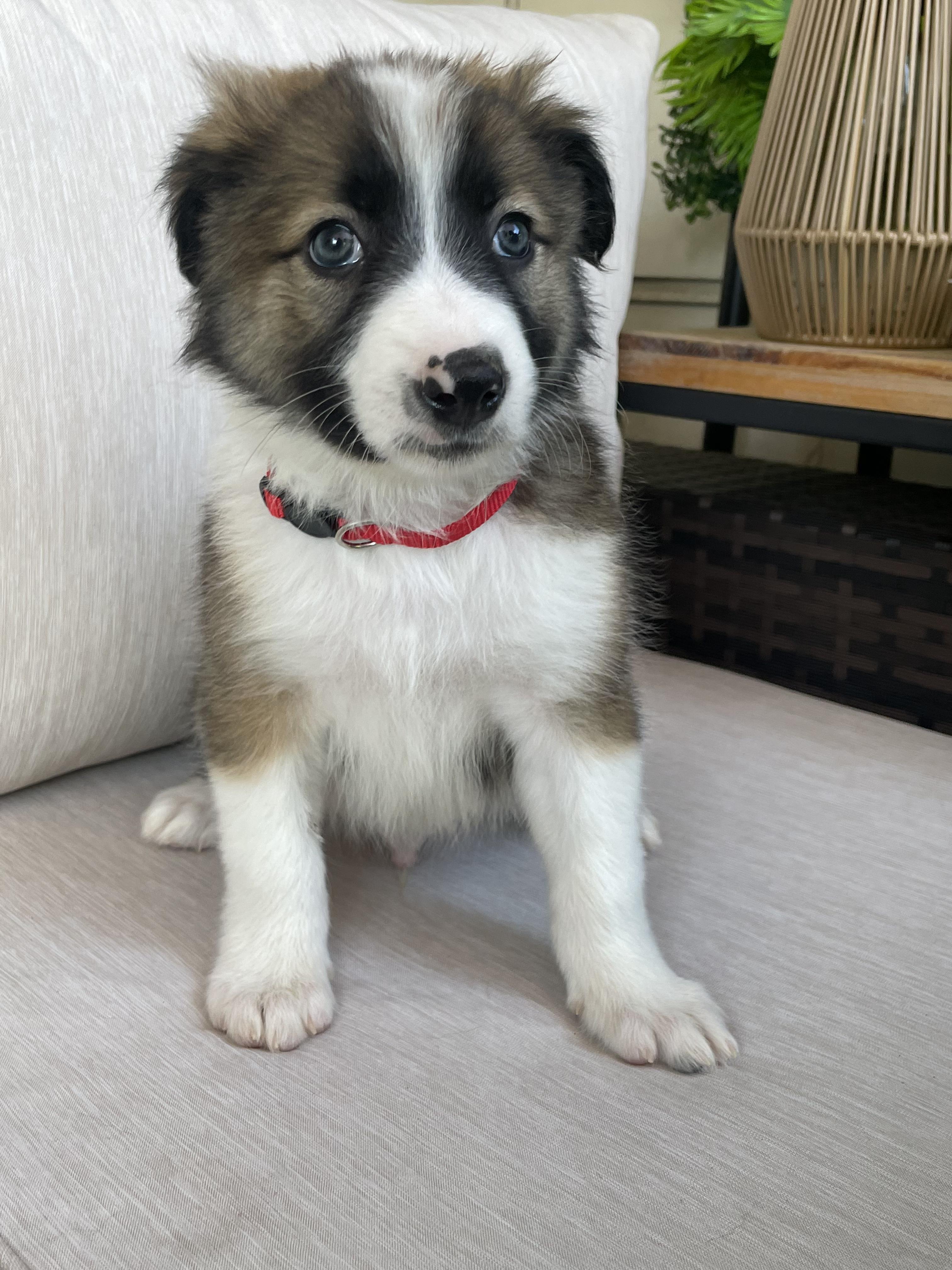 Enlarge Rocket, an adopted mixed breed in Fort Collins, CO image 4/5