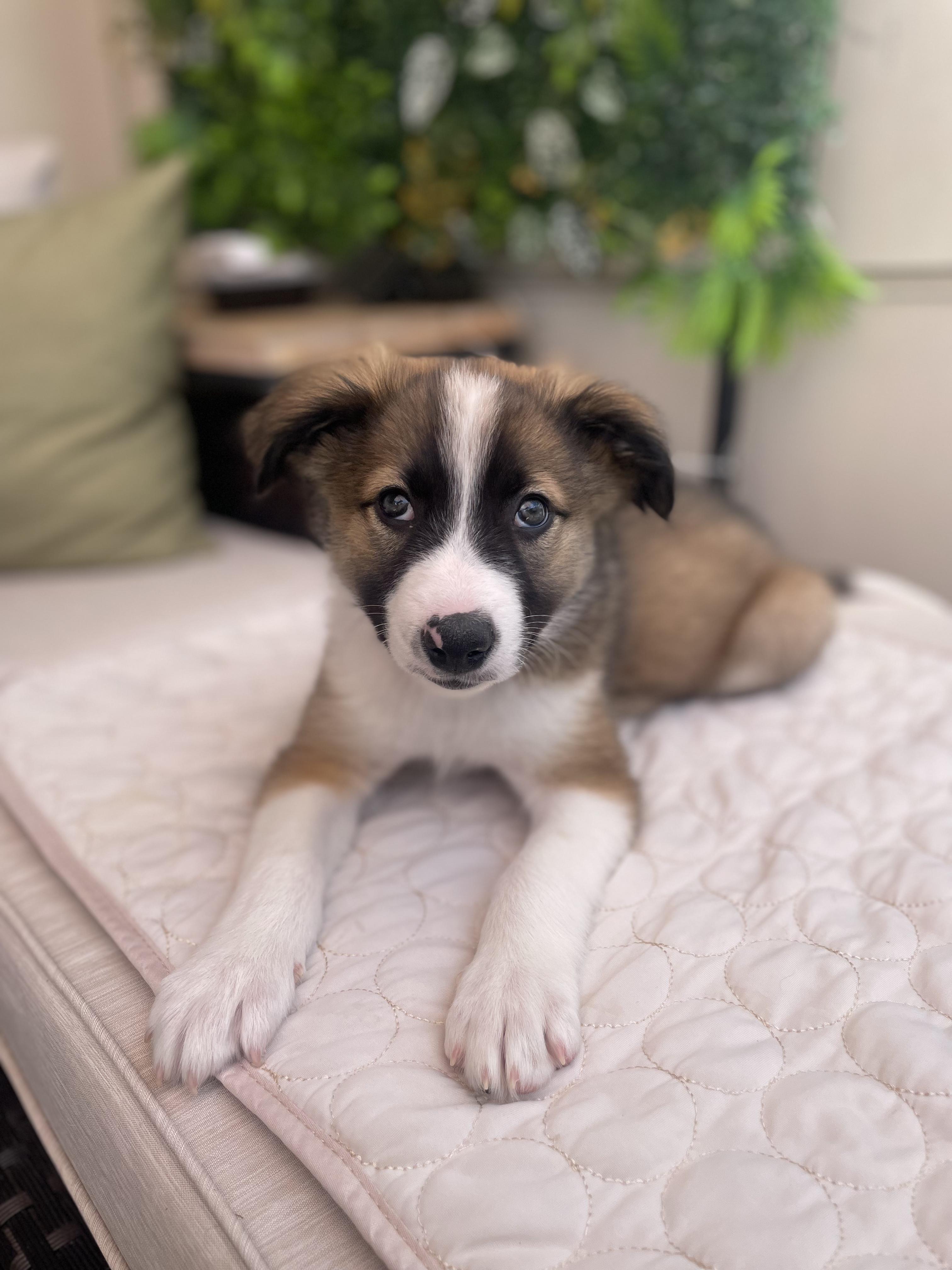 Enlarge Rocket, an adopted mixed breed in Fort Collins, CO image 2/5