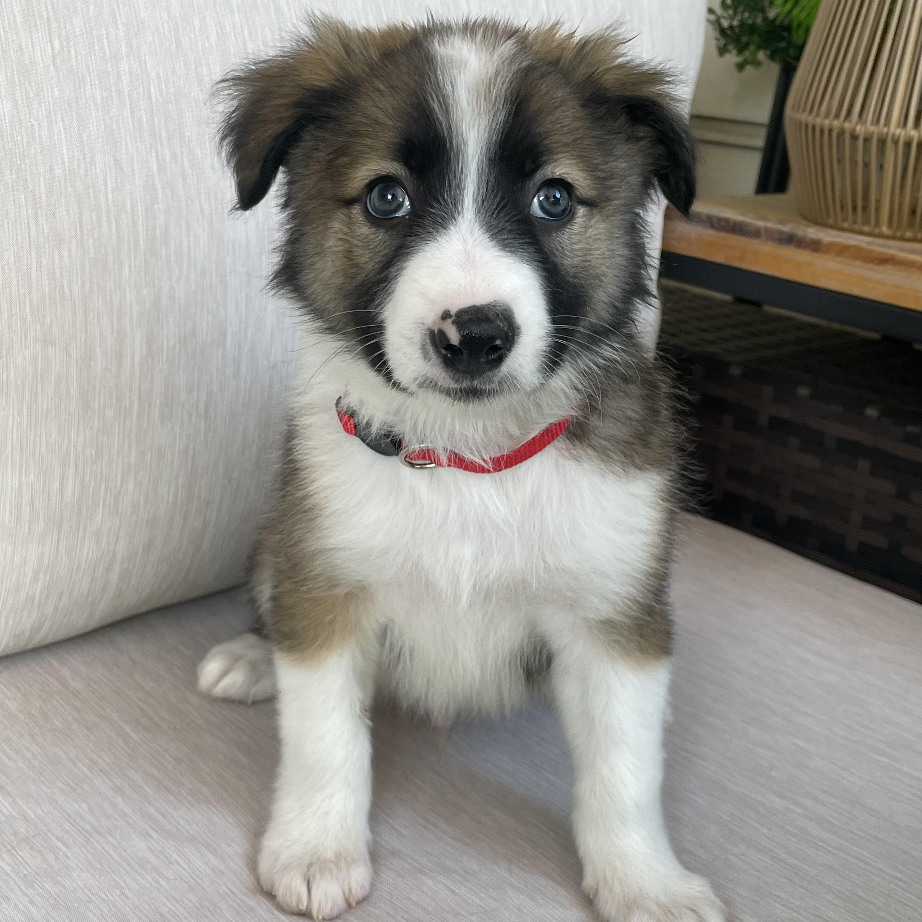 Enlarge Rocket, an adopted mixed breed in Fort Collins, CO image 1/5