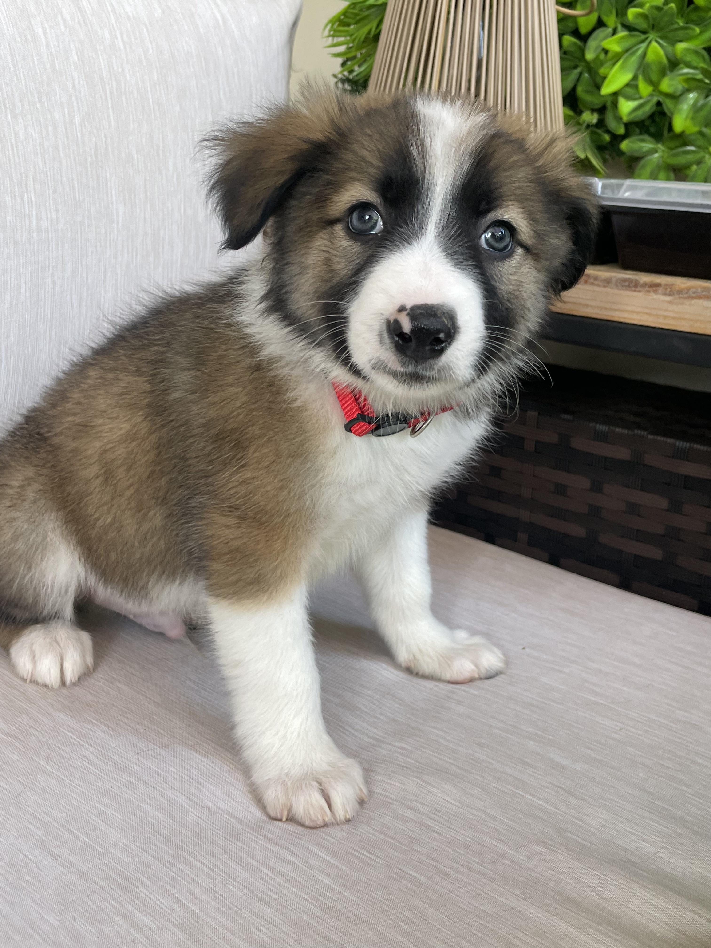 Enlarge Rocket, an adopted mixed breed in Fort Collins, CO image 5/5