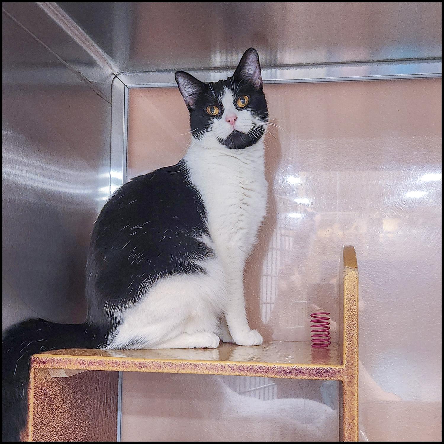 Yolanda, Adoptable, Adult Female Domestic Short Hair.