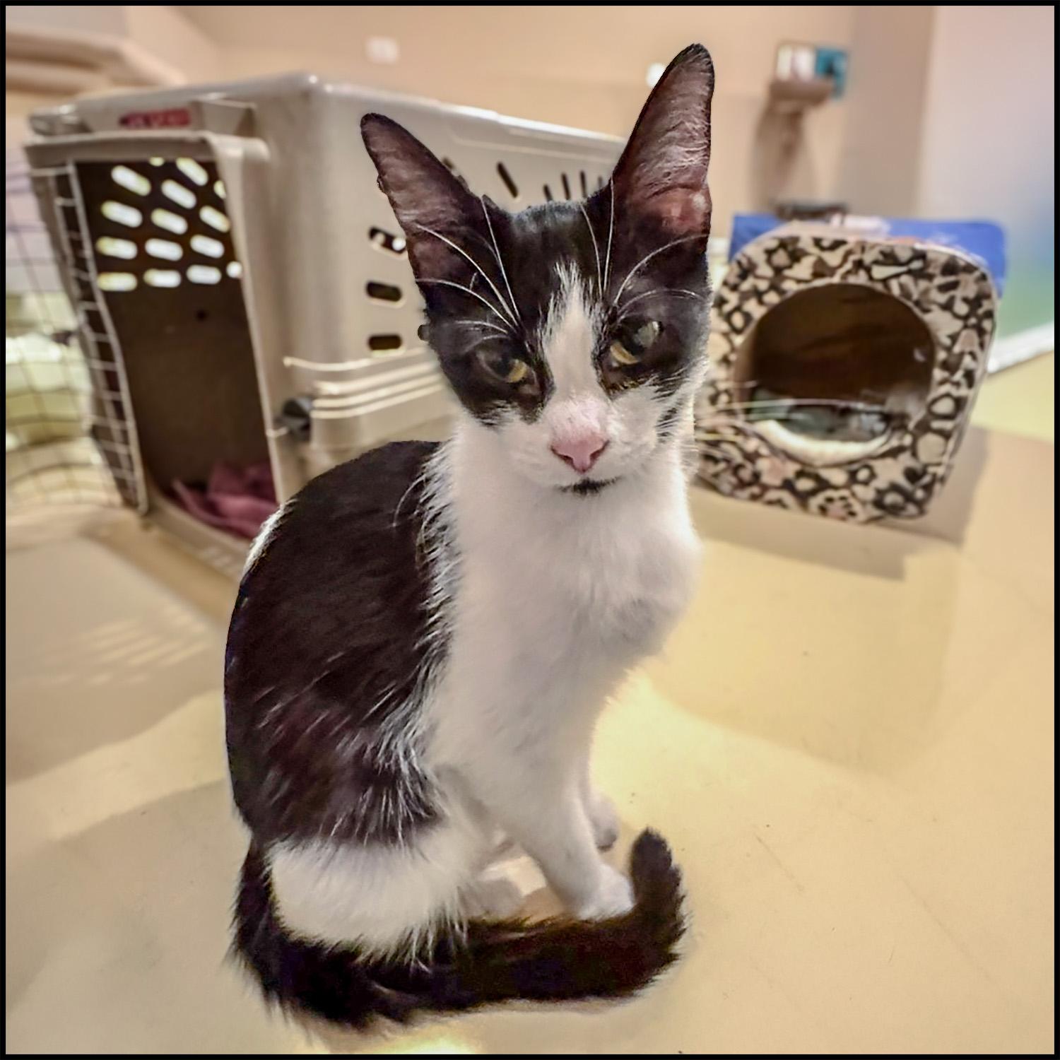 Yolanda, a Adoptable mixed breed in Roswell, GA image 4/4