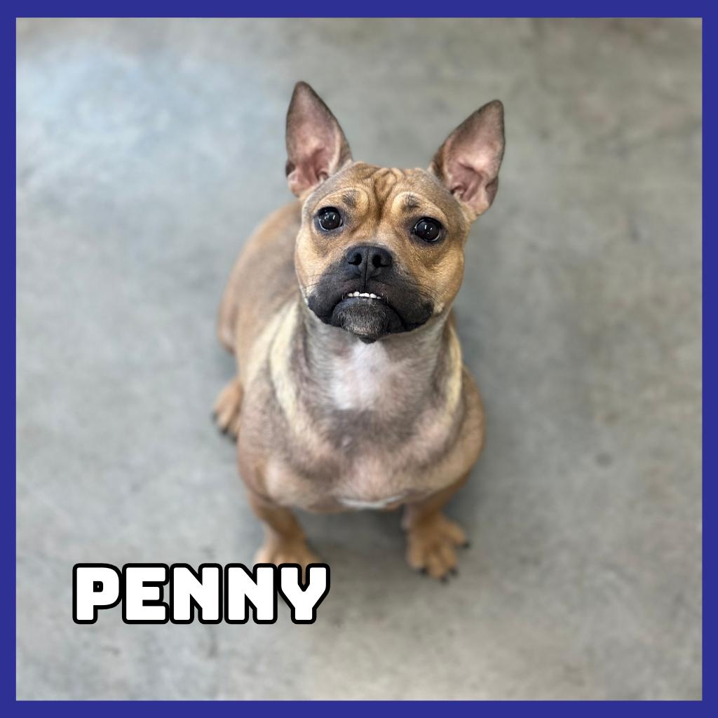 Enlarge Penny, a Adoptable mixed breed in Glenwood, MN image 1/2