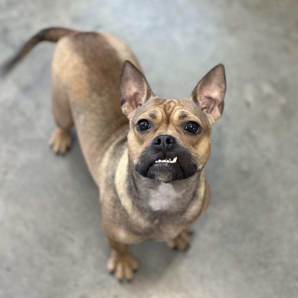 Enlarge Penny, a Adoptable mixed breed in Glenwood, MN image 2/2