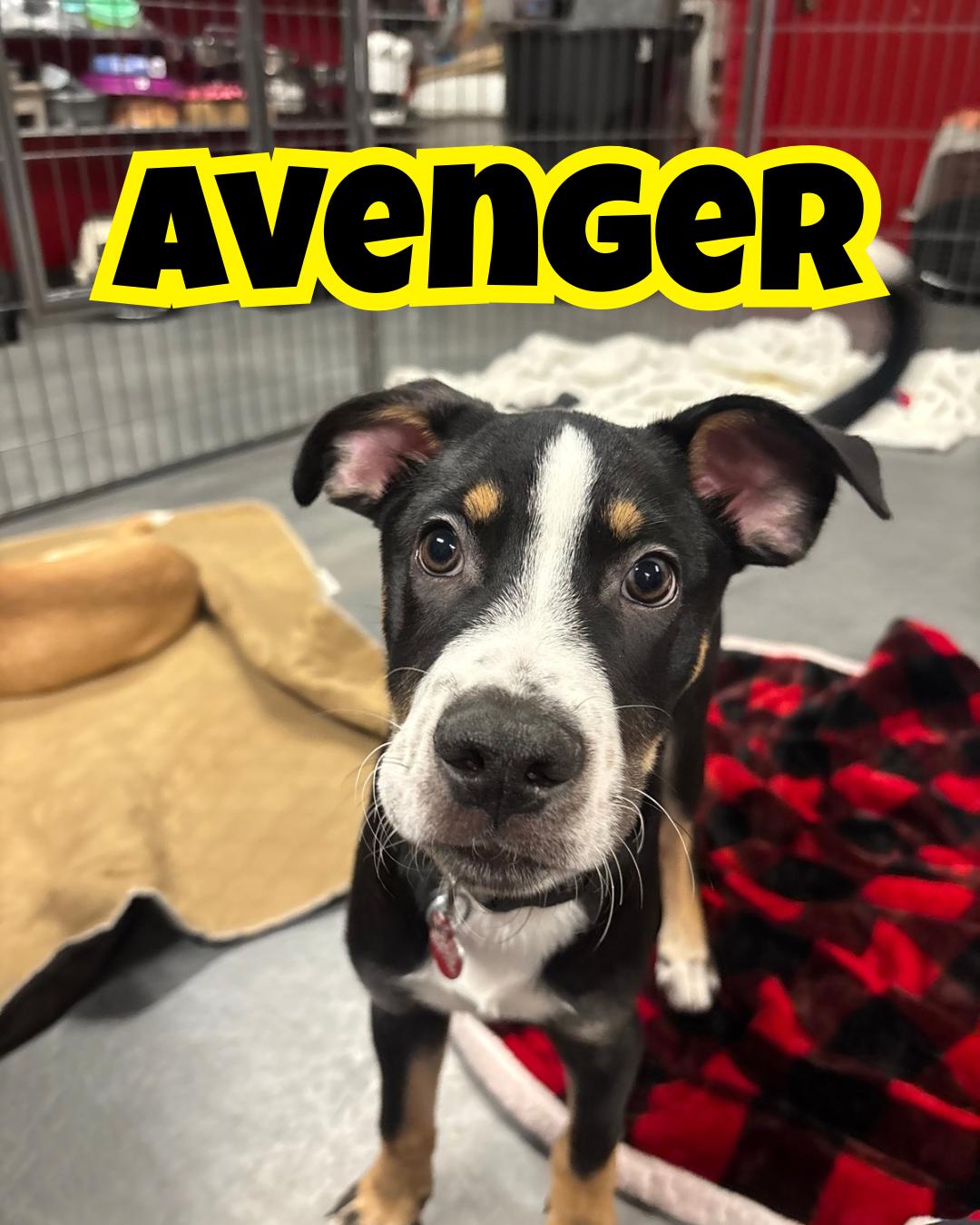 Avenger