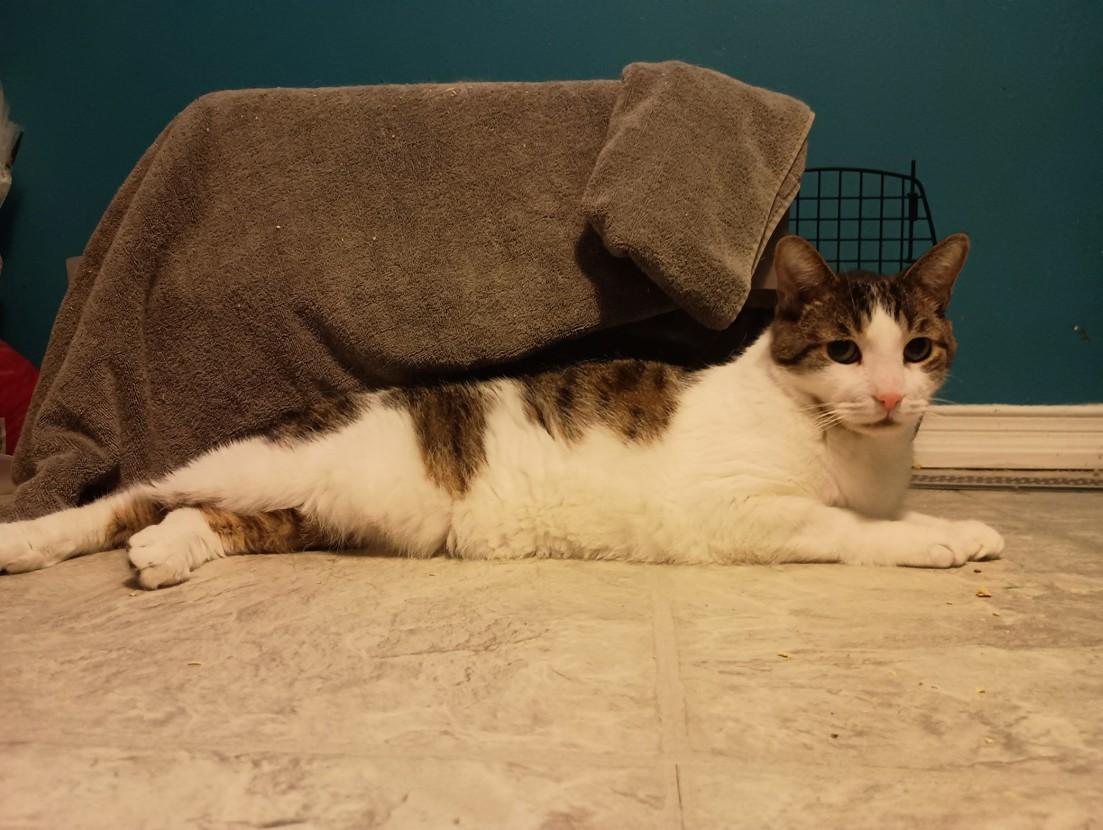 Enlarge Atticus, a Adoptable mixed breed in Keswick, ON image 2/5
