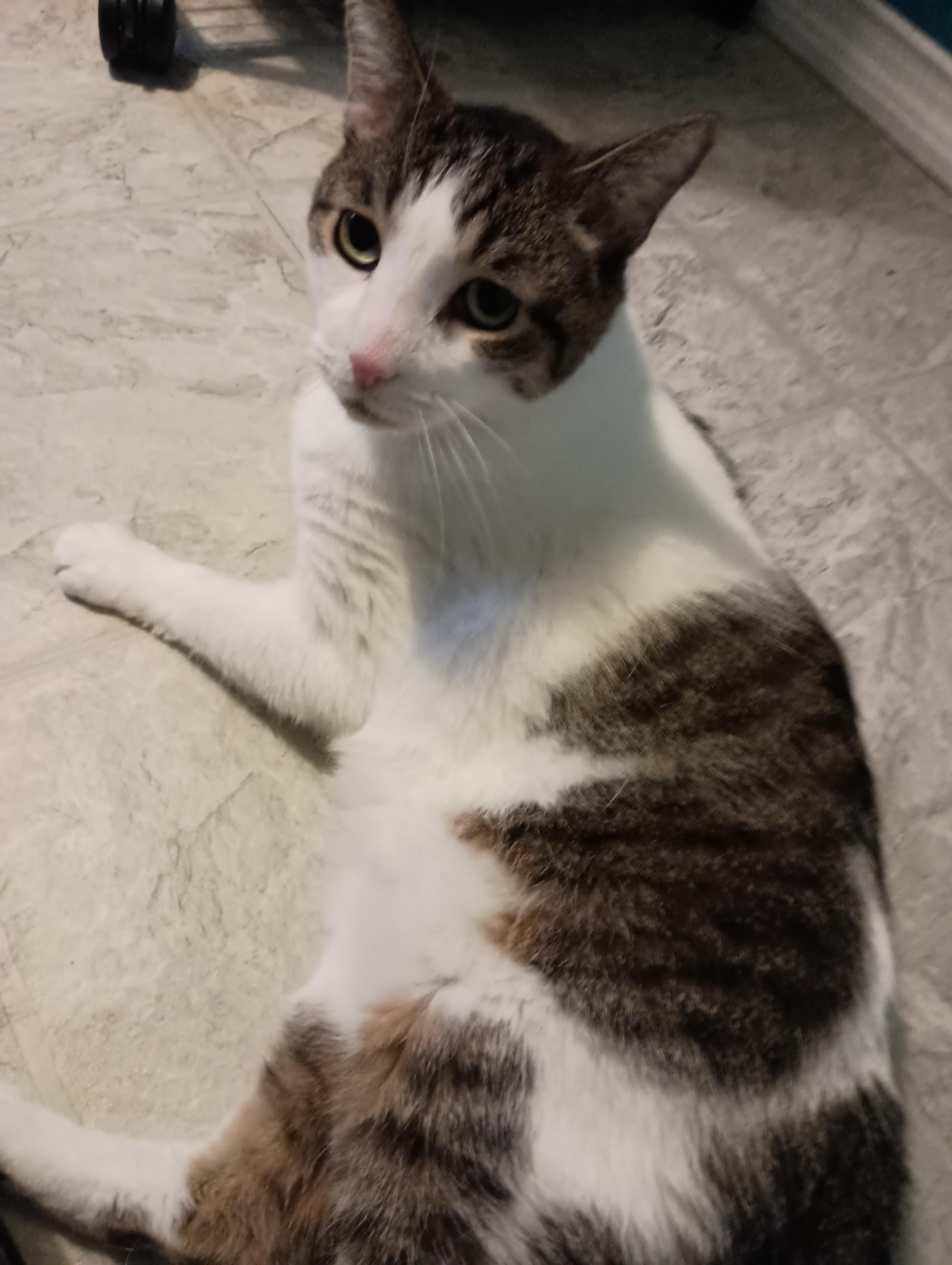 Enlarge Atticus, a Adoptable mixed breed in Keswick, ON image 5/5