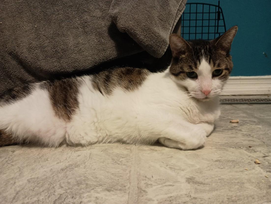 Atticus, Adoptable, Senior Male Domestic Short Hair.