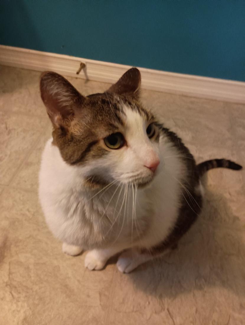 Enlarge Atticus, a Adoptable mixed breed in Keswick, ON image 4/5