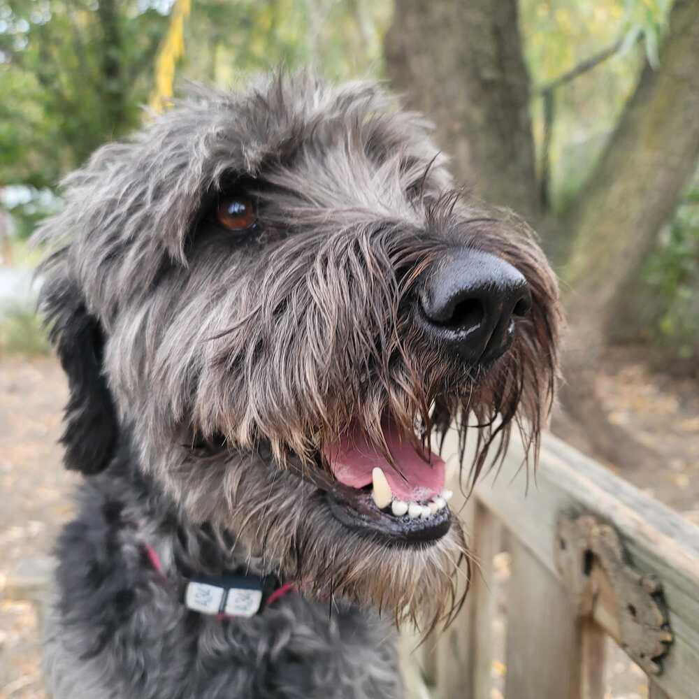 Enlarge Smokey, a Adoptable mixed breed in Elmsford, NY image 1/6