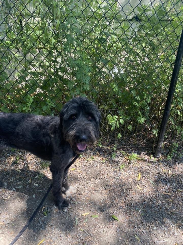 Enlarge Smokey, a Adoptable mixed breed in Elmsford, NY image 4/6