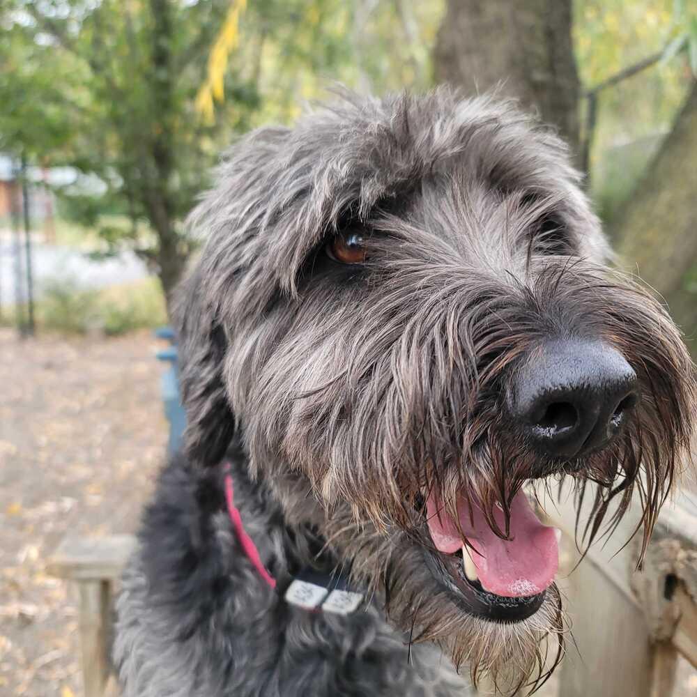 Enlarge Smokey, a Adoptable mixed breed in Elmsford, NY image 5/6