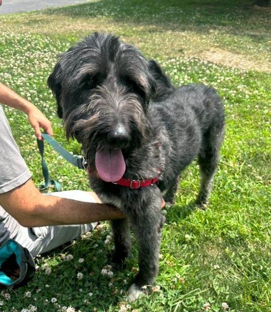 Enlarge Smokey, a Adoptable mixed breed in Elmsford, NY image 6/6