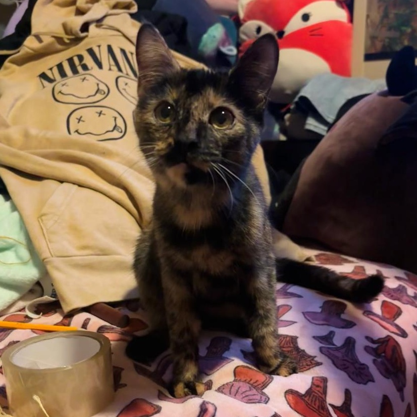 Enlarge Tina, a Adopted Domestic Short Hair in Lynn, MA image 1/5