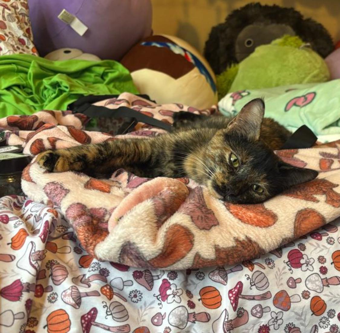 Enlarge Tina, a Adopted Domestic Short Hair in Lynn, MA image 3/5