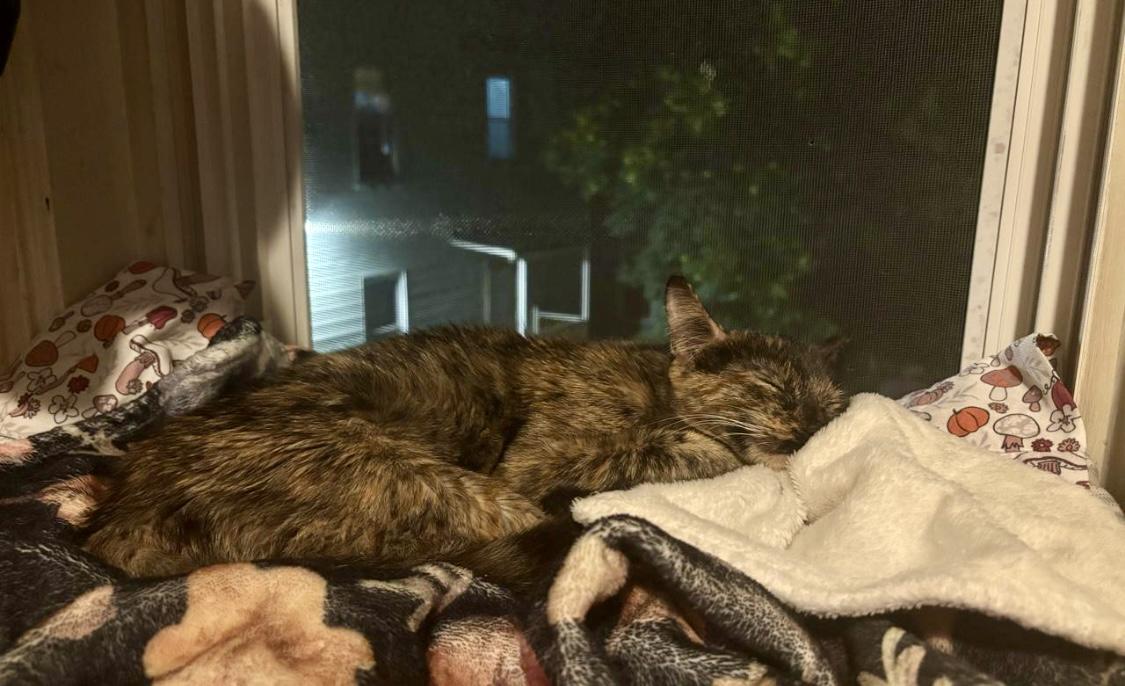 Enlarge Tina, a Adopted Domestic Short Hair in Lynn, MA image 5/5