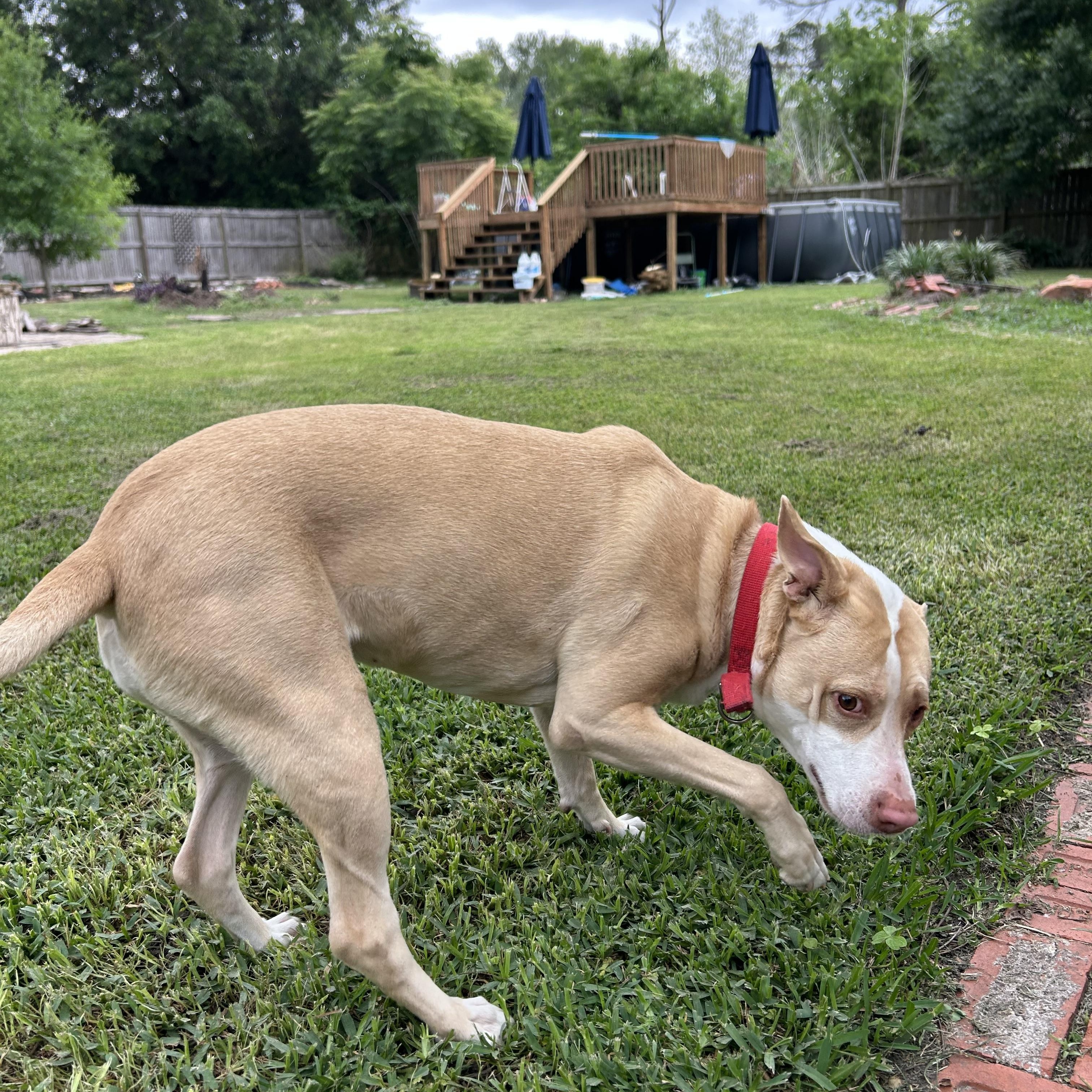 Enlarge Sandy, a Adoptable mixed breed in Atlanta, GA image 3/6
