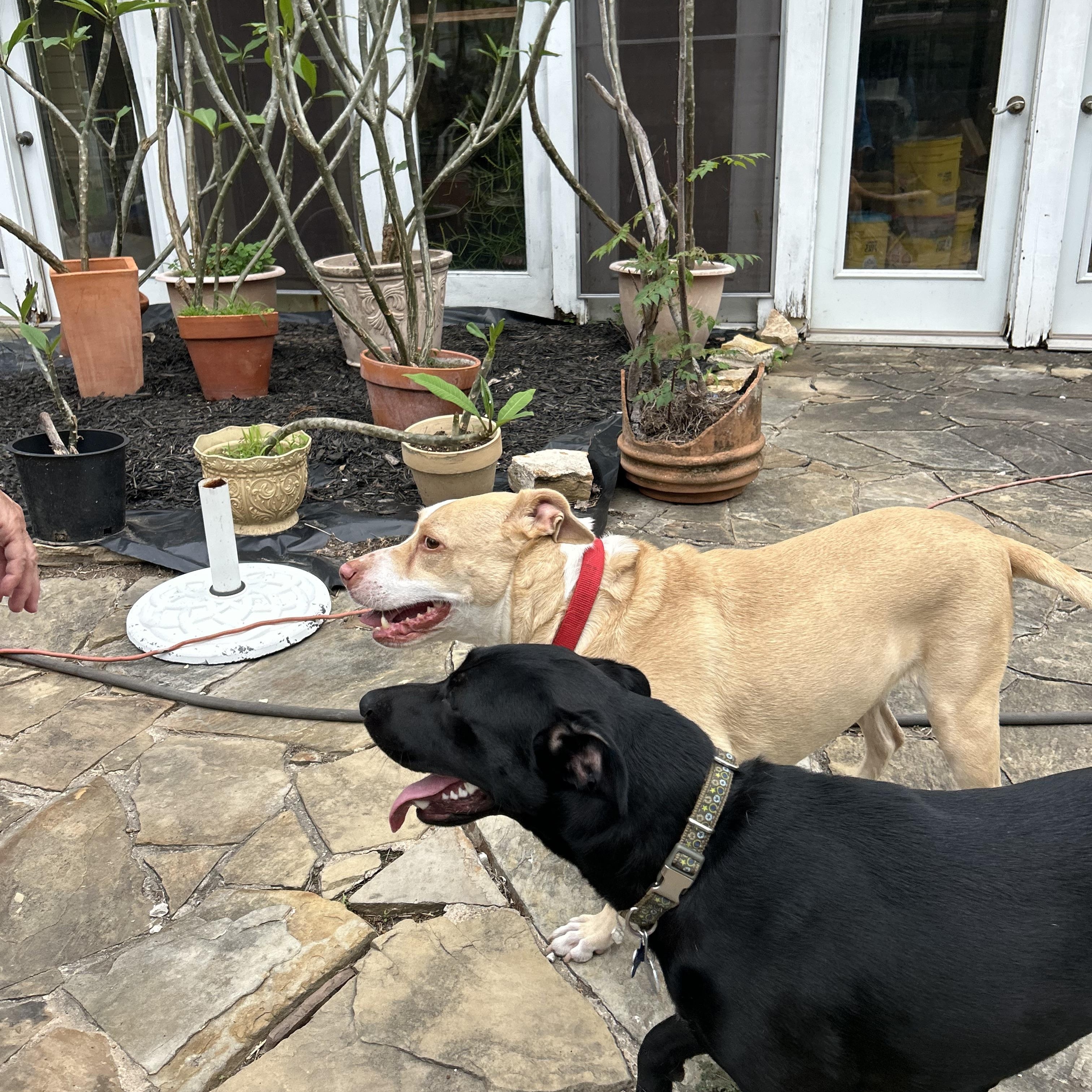 Enlarge Sandy, a Adoptable mixed breed in Atlanta, GA image 4/6