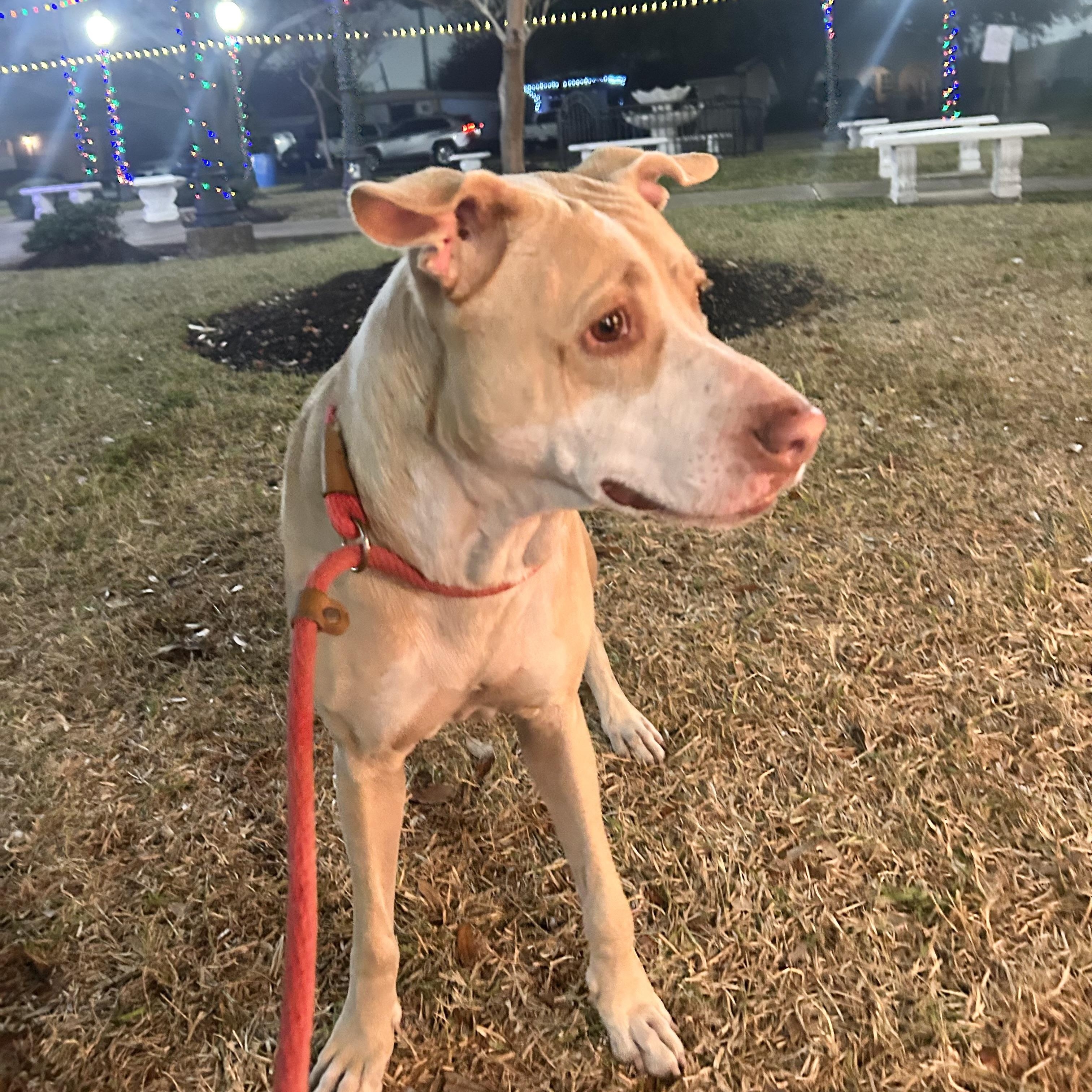 Enlarge Sandy, a Adoptable mixed breed in Atlanta, GA image 5/6