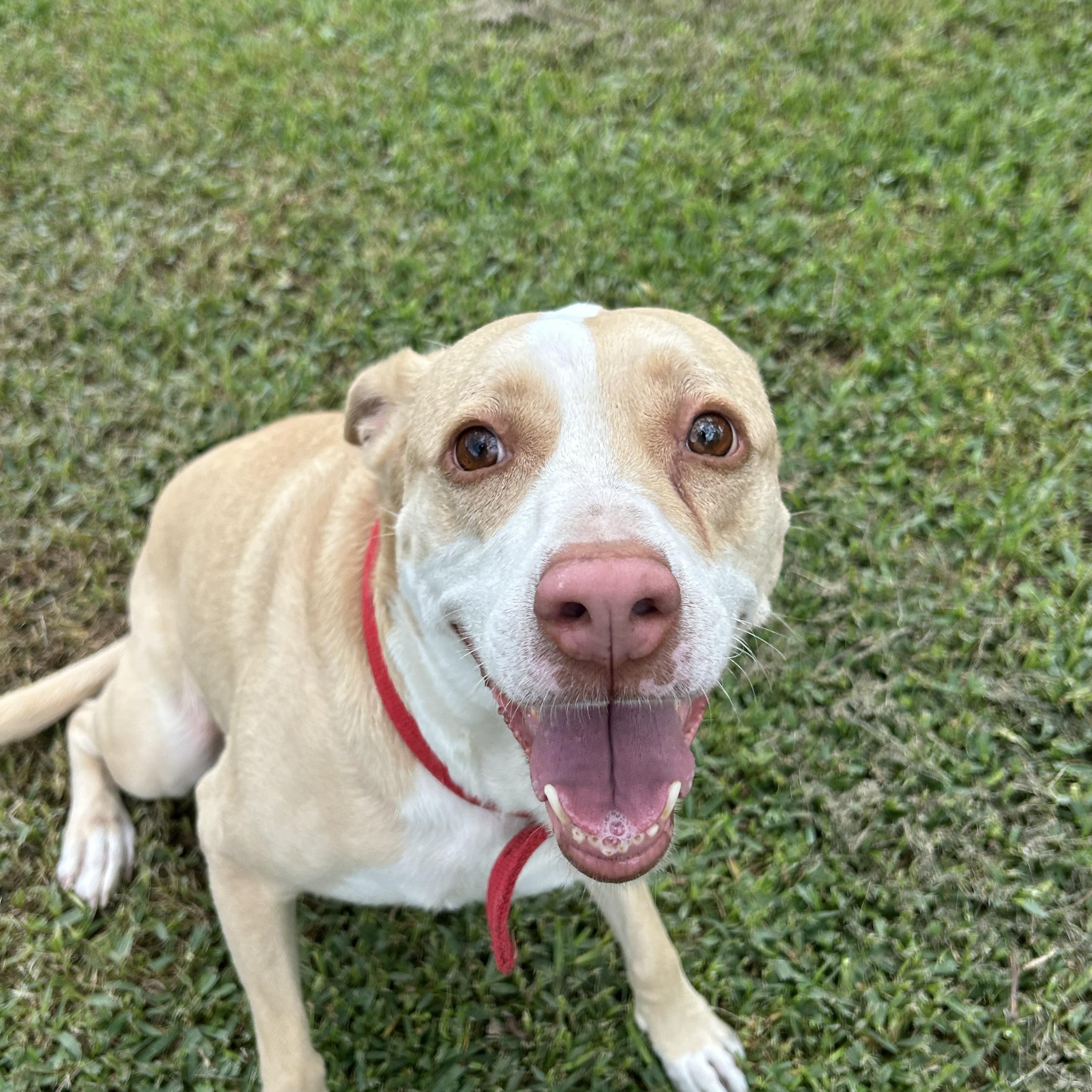 Sandy, Adoptable, Adult Female Labrador Retriever.