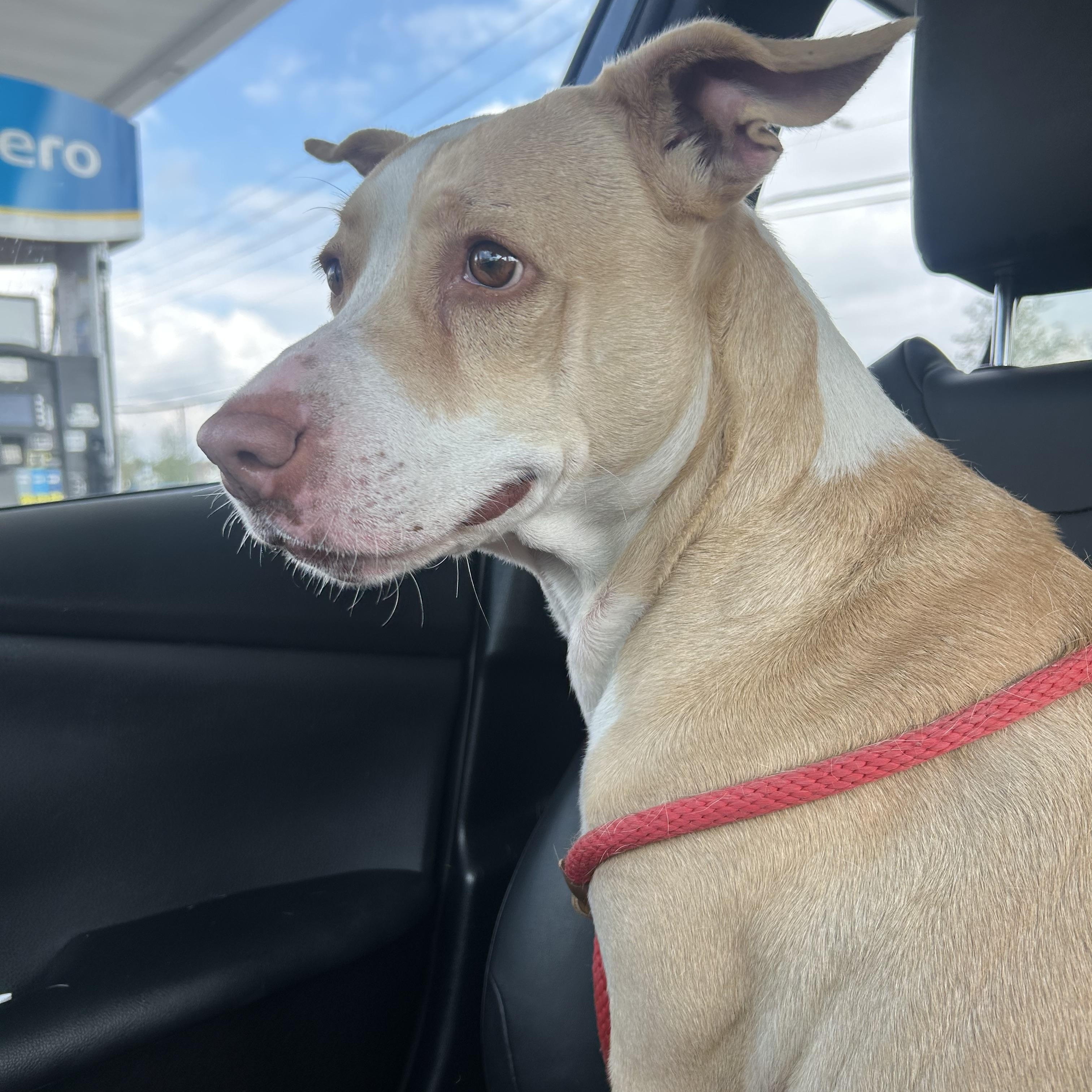 Enlarge Sandy, a Adoptable mixed breed in Atlanta, GA image 6/6