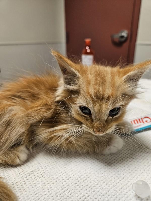 Enlarge Cranberry Sauce, a Adoptable mixed breed in Dublin, CA image 2/2