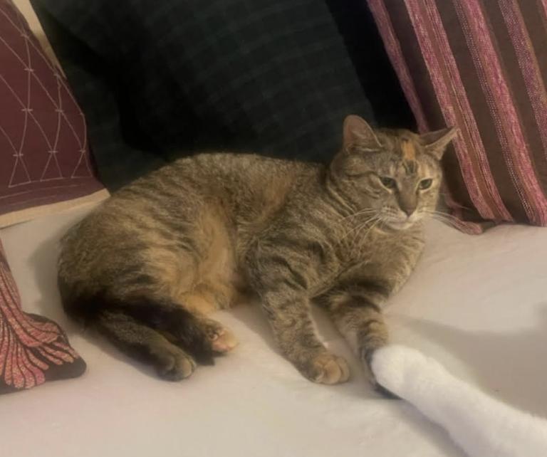 Enlarge Mariah, a Adoptable mixed breed image 1/1