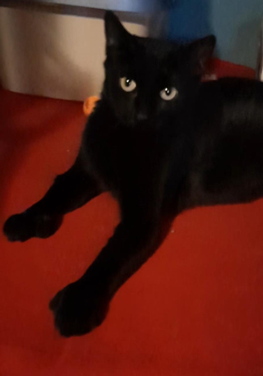 MEET BOO!, Adult Female Extra-Toes Cat / Hemingway Polydactyl