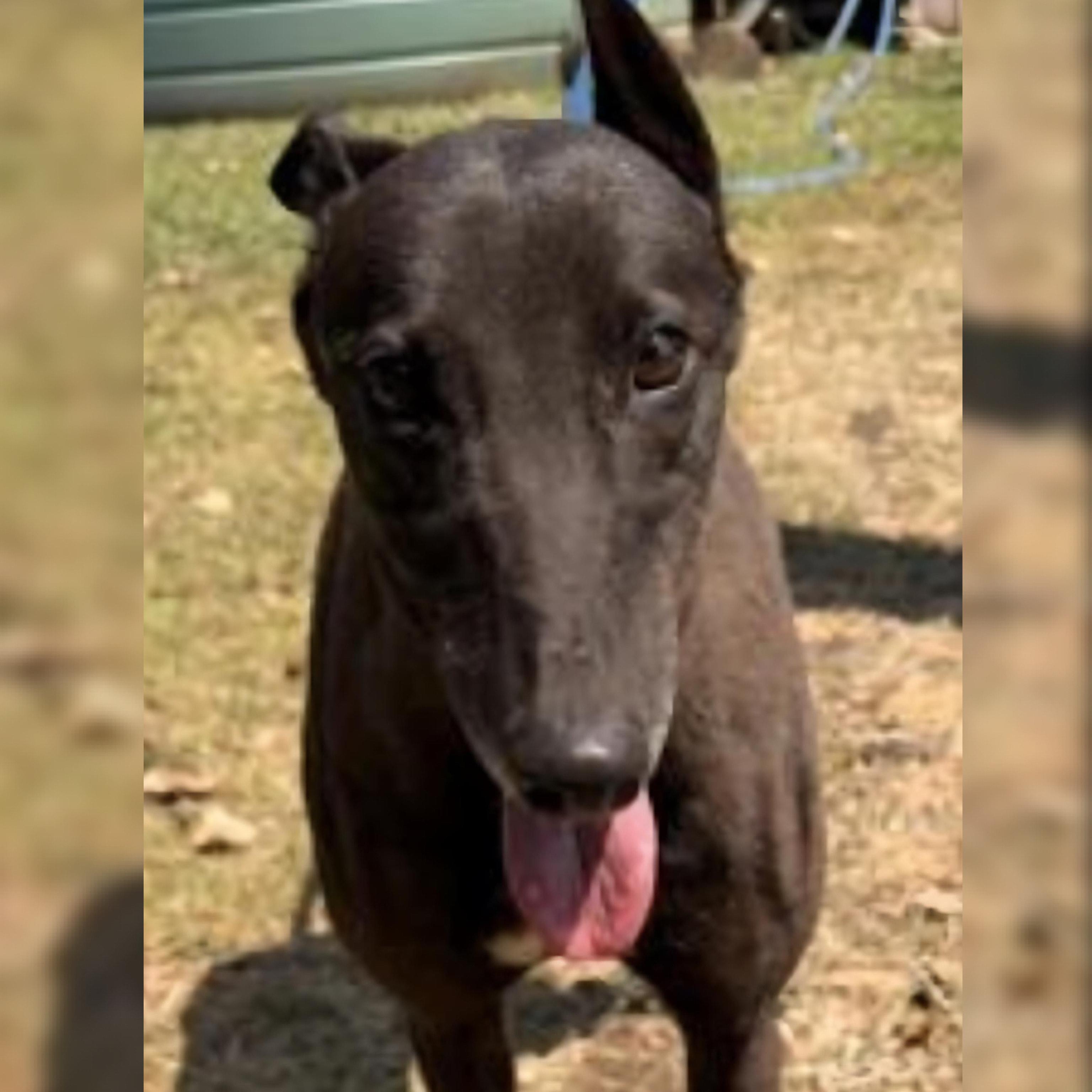 Clunker-CC (Cherry Chunker)-Coming Soon, an adopted Greyhound in North Port, FL image 1/3