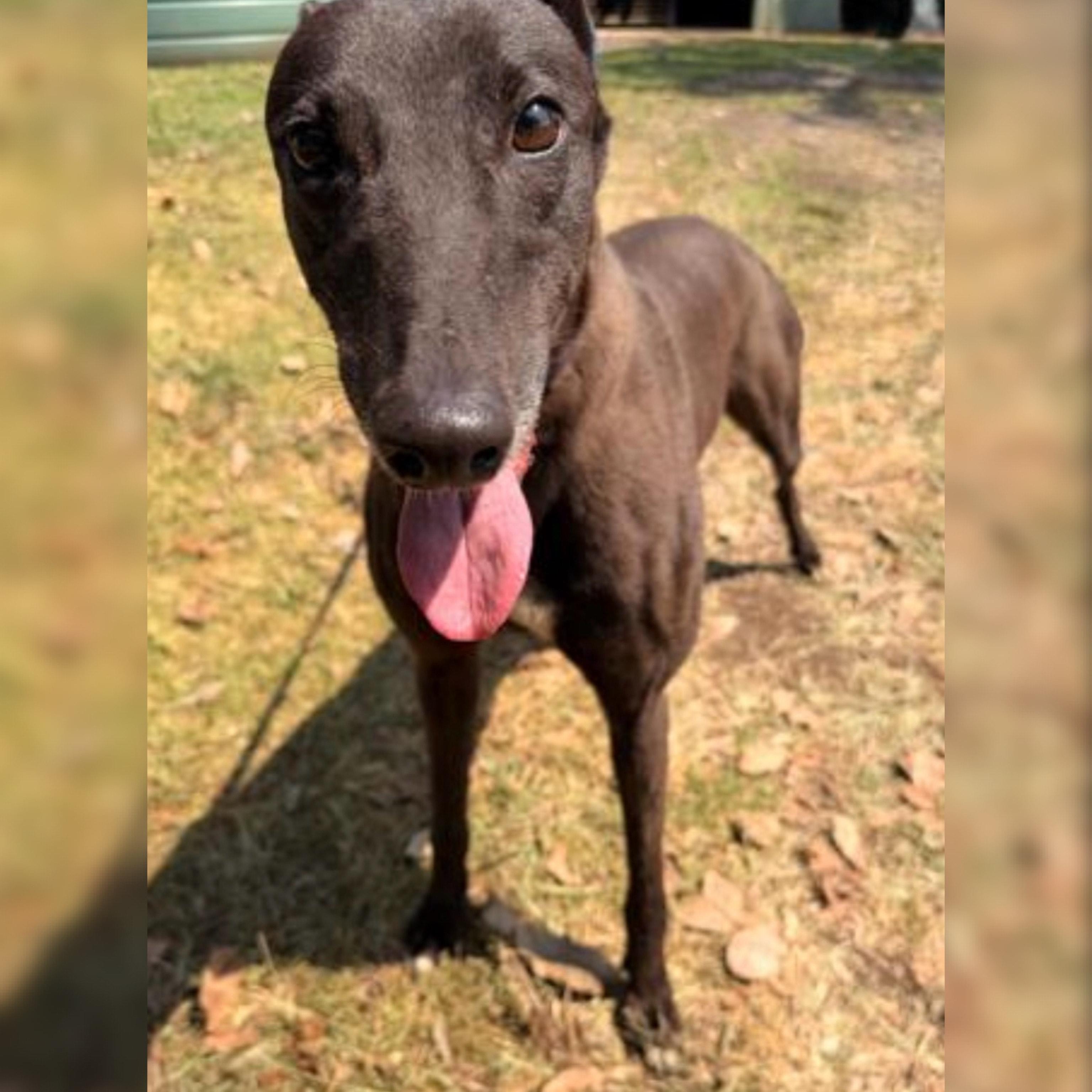 Clunker-CC (Cherry Chunker)-Coming Soon, an adopted Greyhound in North Port, FL image 2/3