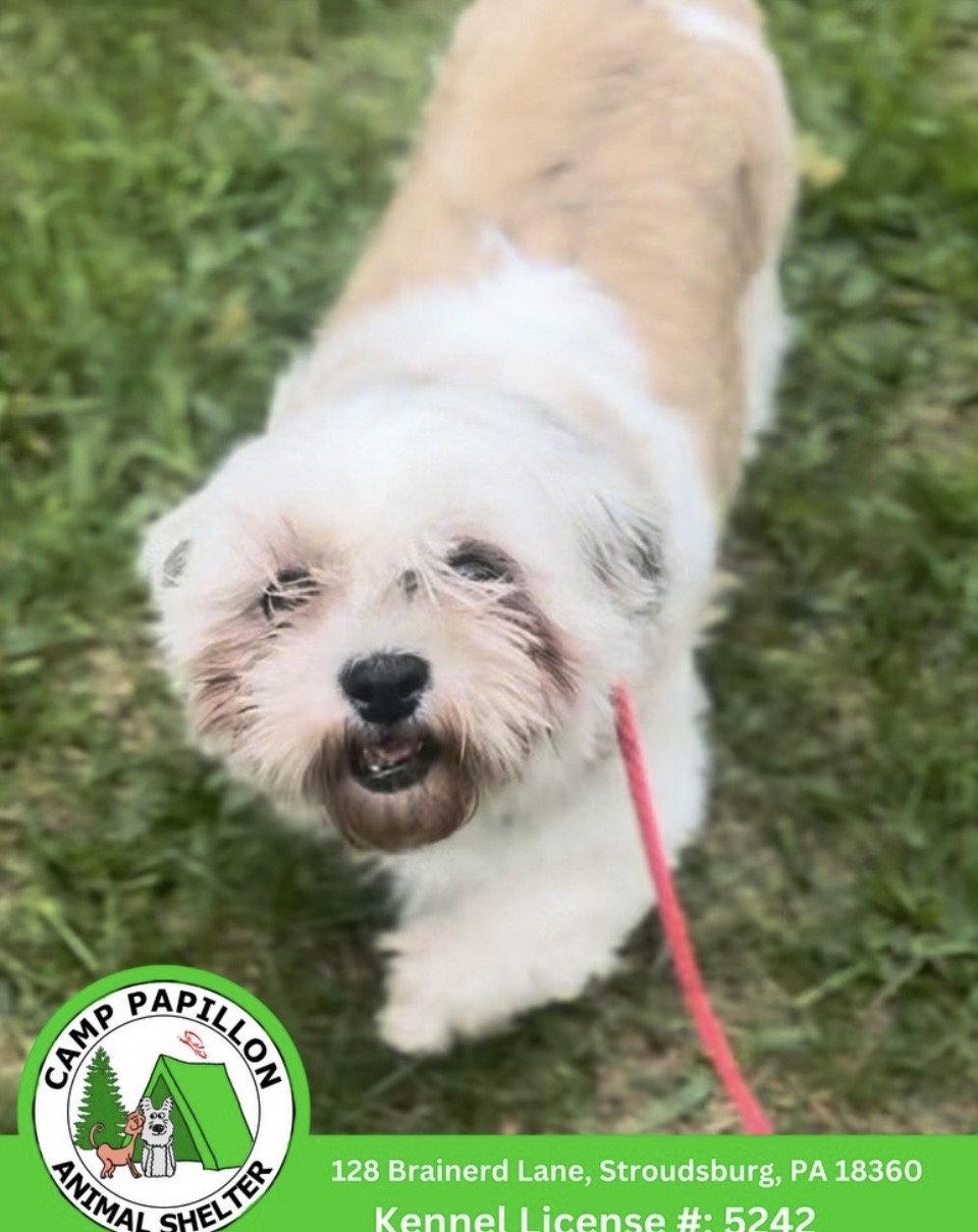Carley, Adoptable, Adult Female Shih Tzu.